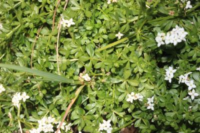 Gaillet du Harz, Gaillet des rochers Galium saxatile L., 1753
