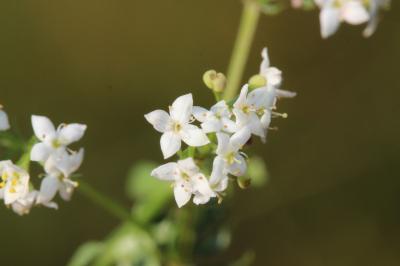 Gaillet du Harz, Gaillet des rochers Galium saxatile L., 1753