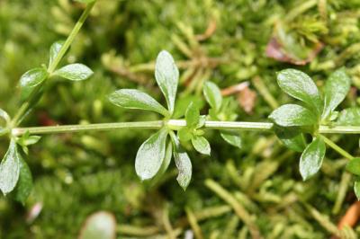 Gaillet du Harz, Gaillet des rochers Galium saxatile L., 1753