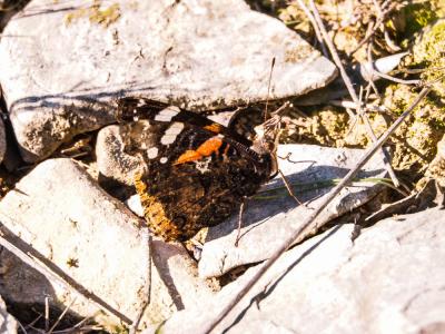 Vulcain (Le), Amiral (L'), Vanesse Vulcain (La), C Vanessa atalanta (Linnaeus, 1758)