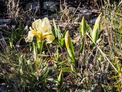Iris nain, Iris jaunâtre Iris lutescens subsp. lutescens Lam., 1789