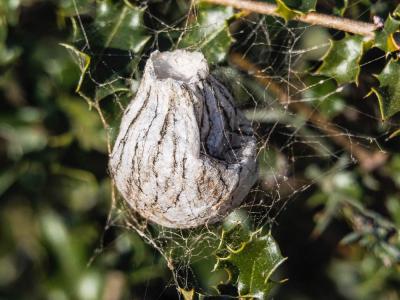 Épeire frelon Argiope bruennichi (Scopoli, 1772)