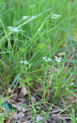 Chérophylle penché, Couquet Chaerophyllum temulum L., 1753