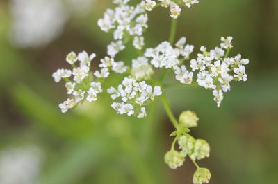 Chérophylle penché, Couquet Chaerophyllum temulum L., 1753