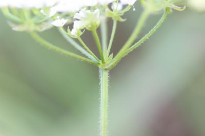 Chérophylle penché, Couquet Chaerophyllum temulum L., 1753