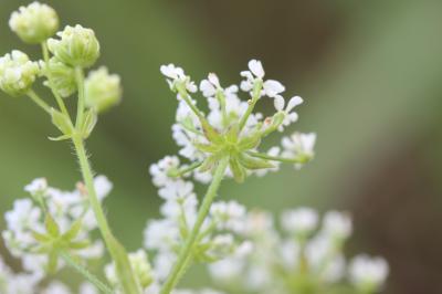 Chérophylle penché, Couquet Chaerophyllum temulum L., 1753