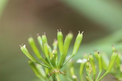 Chérophylle penché, Couquet Chaerophyllum temulum L., 1753