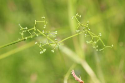 Gaillet des marais Galium palustre L., 1753