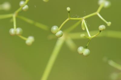 Gaillet des marais Galium palustre L., 1753