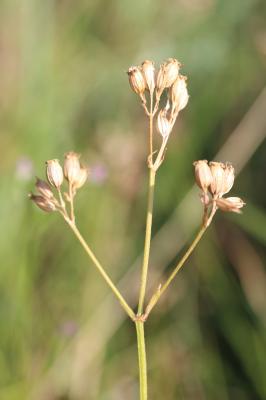 Oeil-de-perdrix Lychnis flos-cuculi L., 1753