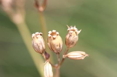 Oeil-de-perdrix Lychnis flos-cuculi L., 1753