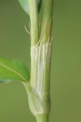 Renouée douce Persicaria mitis (Schrank) Assenov, 1966