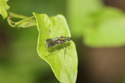 Dolichopus Latreille, 1796