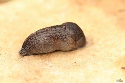 Pseudolimace jayet Milax gagates (Draparnaud, 1801)