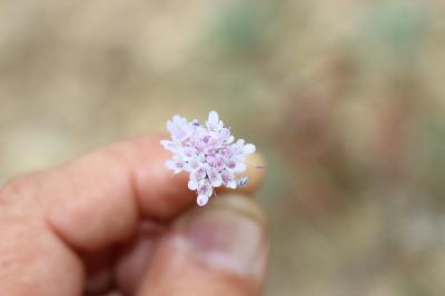 Scabieuse à trois étamines, Scabieuse de Gramont Scabiosa triandra L., 1753