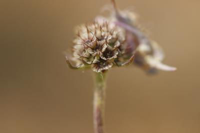 Scabieuse à trois étamines, Scabieuse de Gramont Scabiosa triandra L., 1753