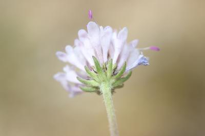 Scabieuse à trois étamines, Scabieuse de Gramont Scabiosa triandra L., 1753