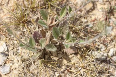 Scabieuse à trois étamines, Scabieuse de Gramont Scabiosa triandra L., 1753