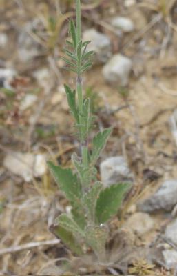 Scabieuse à trois étamines, Scabieuse de Gramont Scabiosa triandra L., 1753