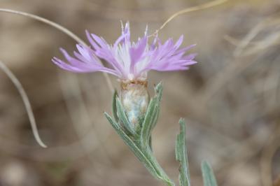 Centaurée de Timbal-Lagrave Centaurea jacea subsp. timbalii (Martrin-Donos) Braun-Blanq., 1952