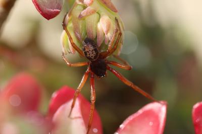  Steatoda nobilis (Thorell, 1875)