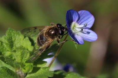  Brachypalpus valgus (Panzer, 1798)