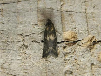 Neurotomia coenulentella (Zeller, 1846)