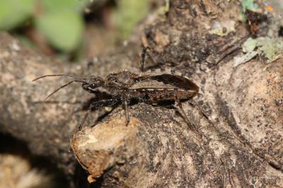  Coranus griseus (Rossi, 1790)