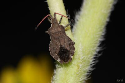  Enoplops scapha (Fabricius, 1794)