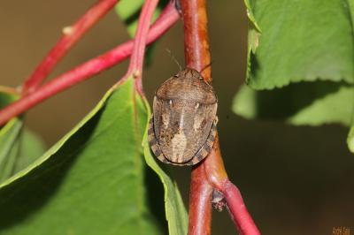  Eurygaster maura (Linnaeus, 1758)