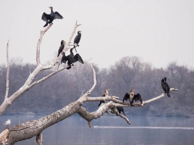 Grand Cormoran Phalacrocorax carbo sinensis (Shaw & Nodder, 1801)