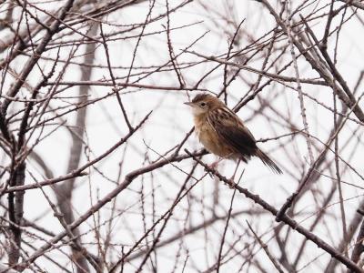 Cisticole des joncs Cisticola juncidis (Rafinesque, 1810)