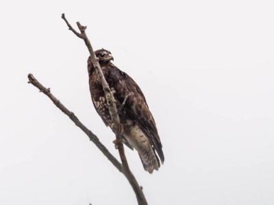 Buse variable Buteo buteo (Linnaeus, 1758)