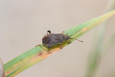  Ceraleptus obtusus (Brullé, 1838)