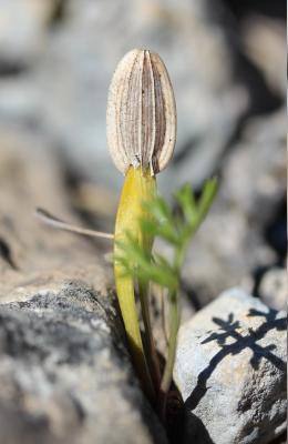 Ferule commune, Pamelier Ferula communis L., 1753