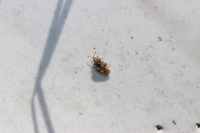  Tingis cardui (Linnaeus, 1758)