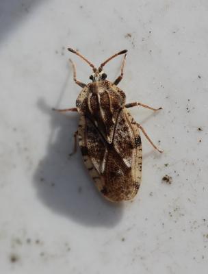  Tingis cardui (Linnaeus, 1758)