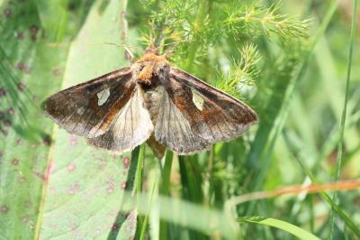 Feuille d'Or (La) Autographa bractea (Denis & Schiffermüller, 1775)