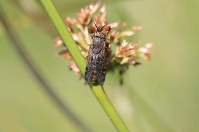 Taon Haematopota pluvialis (Linnaeus, 1758)