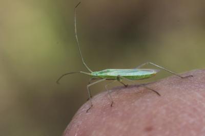 Punaise verte à antennes droites Megaloceroea recticornis (Geoffroy, 1785)