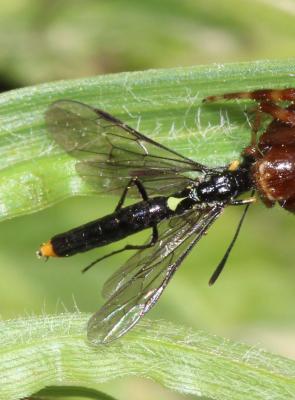  Calameuta haemorrhoidalis (Fabricius, 1781)