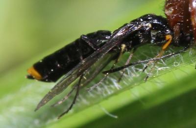  Calameuta haemorrhoidalis (Fabricius, 1781)
