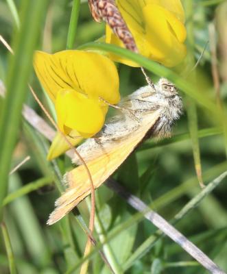 Doublure jaune (La) Euclidia glyphica (Linnaeus, 1758)