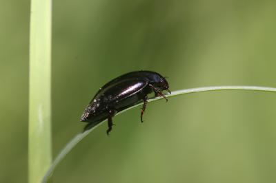  Agabus bipustulatus (Linnaeus, 1767)