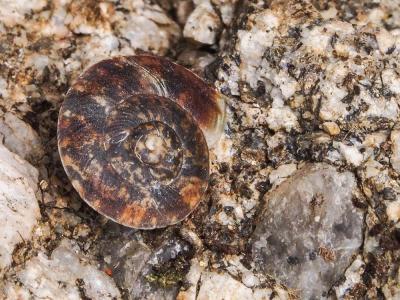 Soucoupe commune Helicigona lapicida (Linnaeus, 1758)