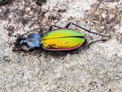 Carabe espagnol Carabus hispanus Fabricius, 1787