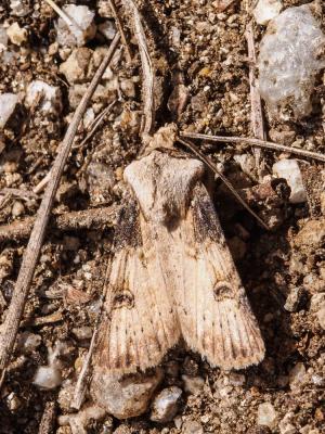 Noctuelle des Renouées (La) Agrotis puta (Hübner, 1803)