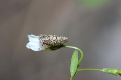  Phlepsius intricatus (Herrich-Schäffer, 1838)
