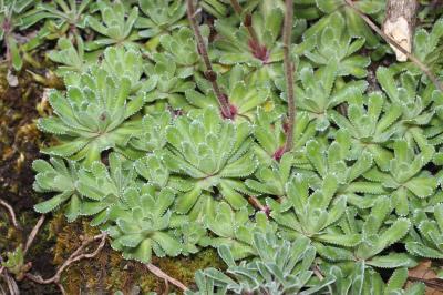 Saxifrage aizoon Saxifraga paniculata Mill., 1768