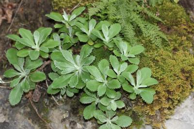 Primevère marginée Primula marginata Curtis, 1792